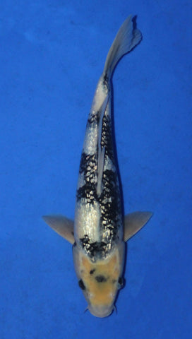 GIN RIN SHIRO UTSURI 33CM