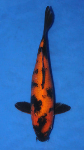 HI UTSURI 25CM