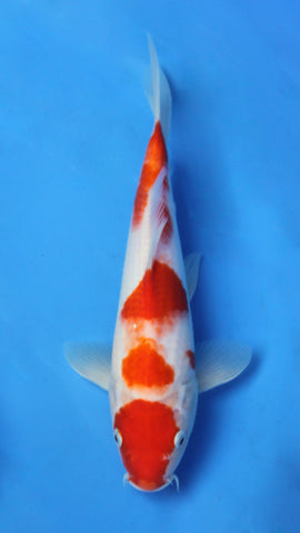 KOHAKU 26CM