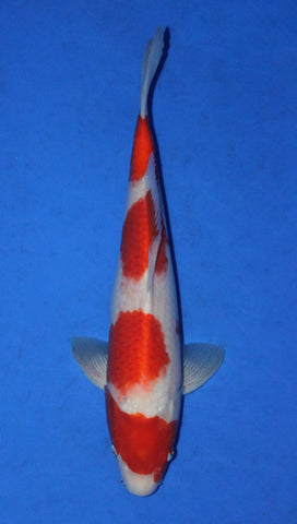 KOHAKU 37CM