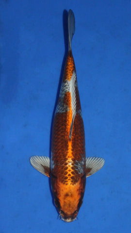 KOGANE OCHIBA 25CM