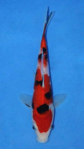 SANKE 24CM