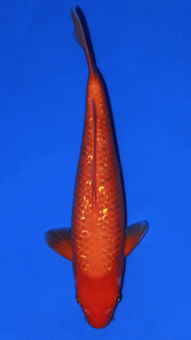 GIN RIN BENIGOI 33CM