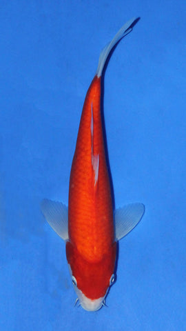 KOHAKU 28CM