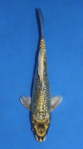 GIN RIN GOLDEN NEZU OGON 29CM