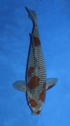 OCHIBA 42CM