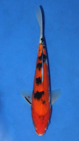 SANKE 24CM