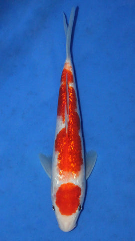 GIN RIN MARUTEN KOHAKU 29CM