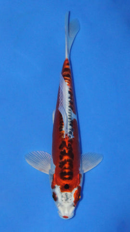BENI KIKOKURYU 24CM