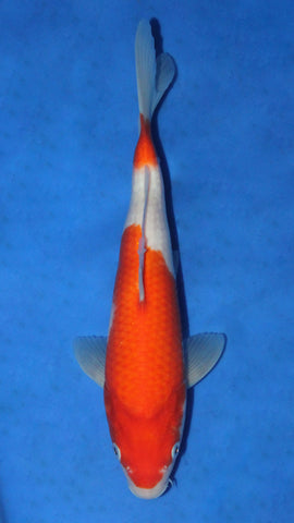 KOHAKU 28CM