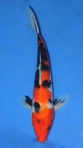 SANKE 26CM