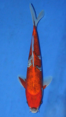 GOSHIKI 26CM
