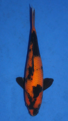 HI UTSURI 27CM