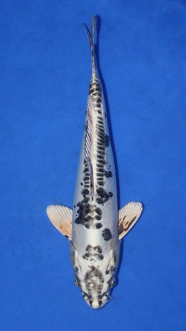 KIKOKURYU 32CM