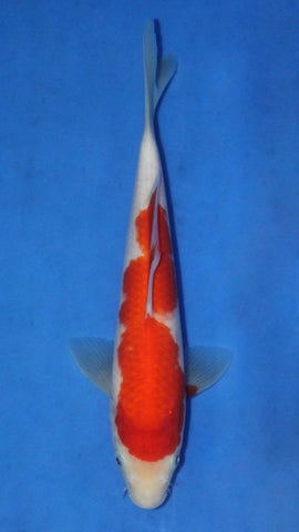 KOHAKU 27CM
