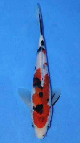 SANKE 21CM