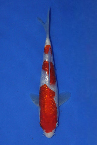GIN RIN KOHAKU 25CM