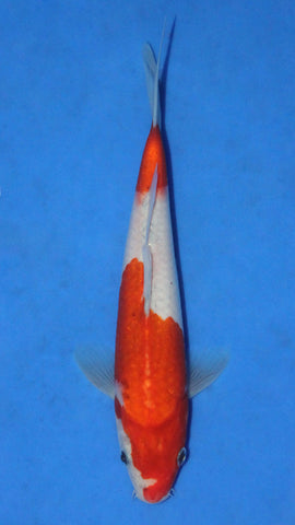 KOHAKU 23CM