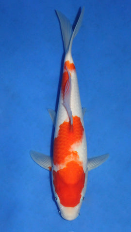 KOHAKU 30CM