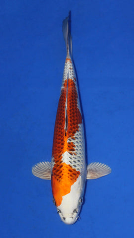 KUJAKU 34CM