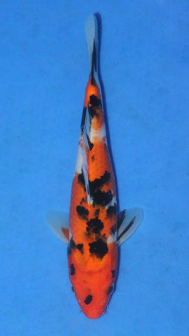 SANKE 27CM