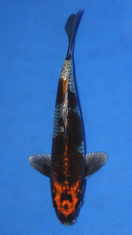 KOGANE OCHIBA 29CM