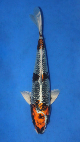 KUJAKU 30CM