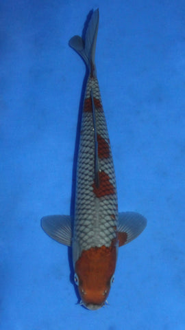 OCHIBA 31CM