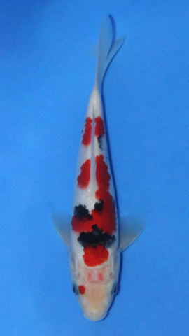 SANKE 22CM