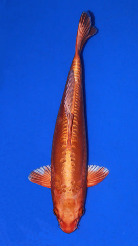 DOISTU ORANGE OGON 31CM