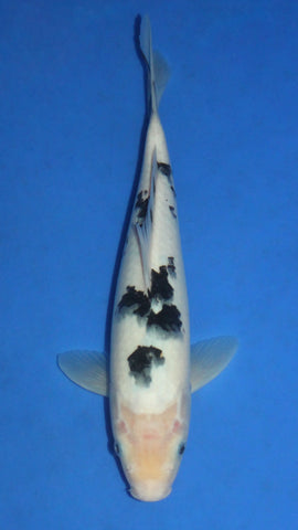 BEKKO 31CM