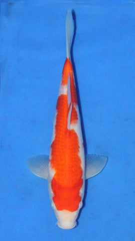 KOHAKU 25CM