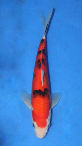 SANKE 25CM