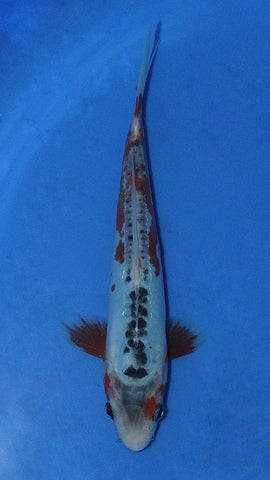 SHUSUI 22CM