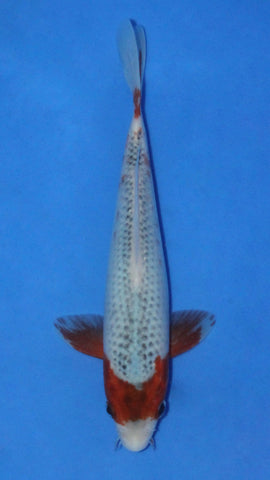 ASAGI 24CM
