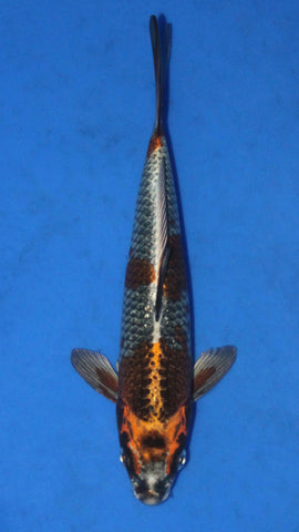 KOGANE OCHIBA 24CM