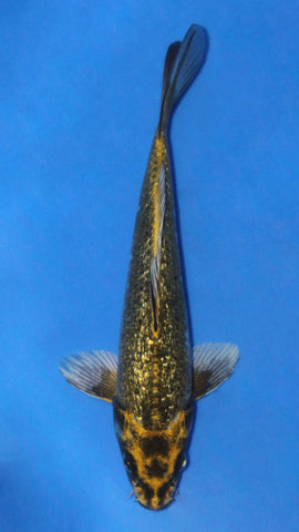 GIN RIN YELLOW NEZU OGON 23CM