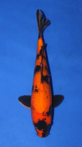 HI UTSURI 35CM