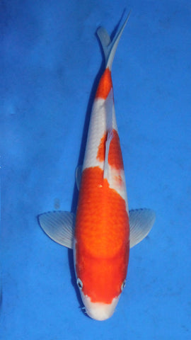 KOHAKU 28CM