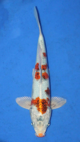 KUJAKU 26CM