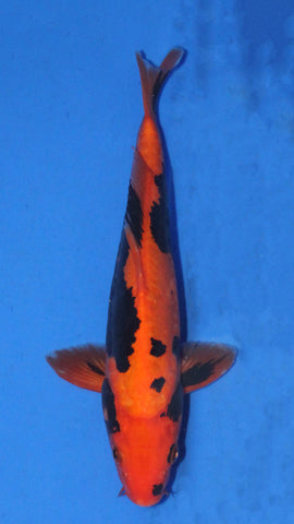 DOISTU HI UTSURI 27CM