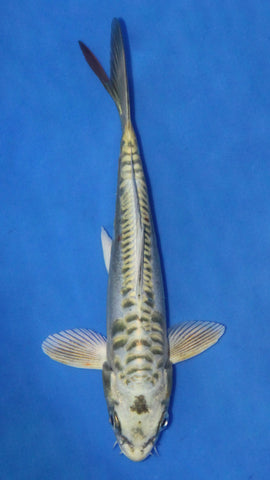 KIN KIKOKURYU 20CM