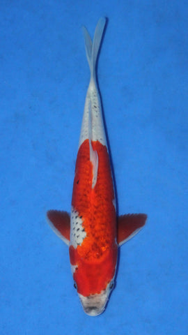 GOSHIKI 25CM