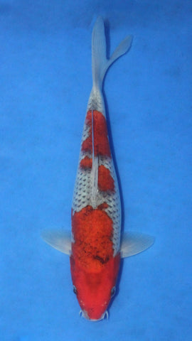 GOSHIKI 25CM