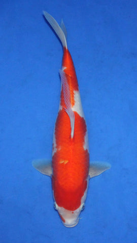 KOHAKU 36CM