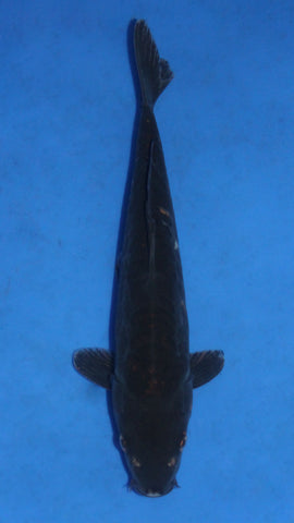 MAGOI 32CM