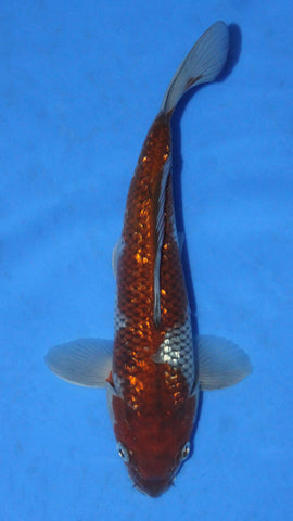 GIN RIN OCHIBA 27CM