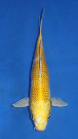 HARIWAKE 26CM