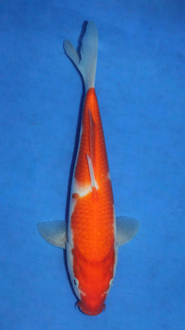 KOHAKU 27CM