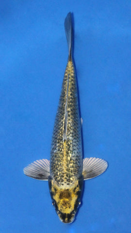 GIN RIN GOLDEN NEZU OGON 22CM